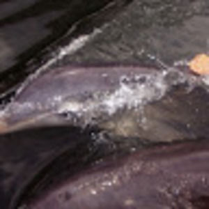 Meet your Posher, Nicole denise